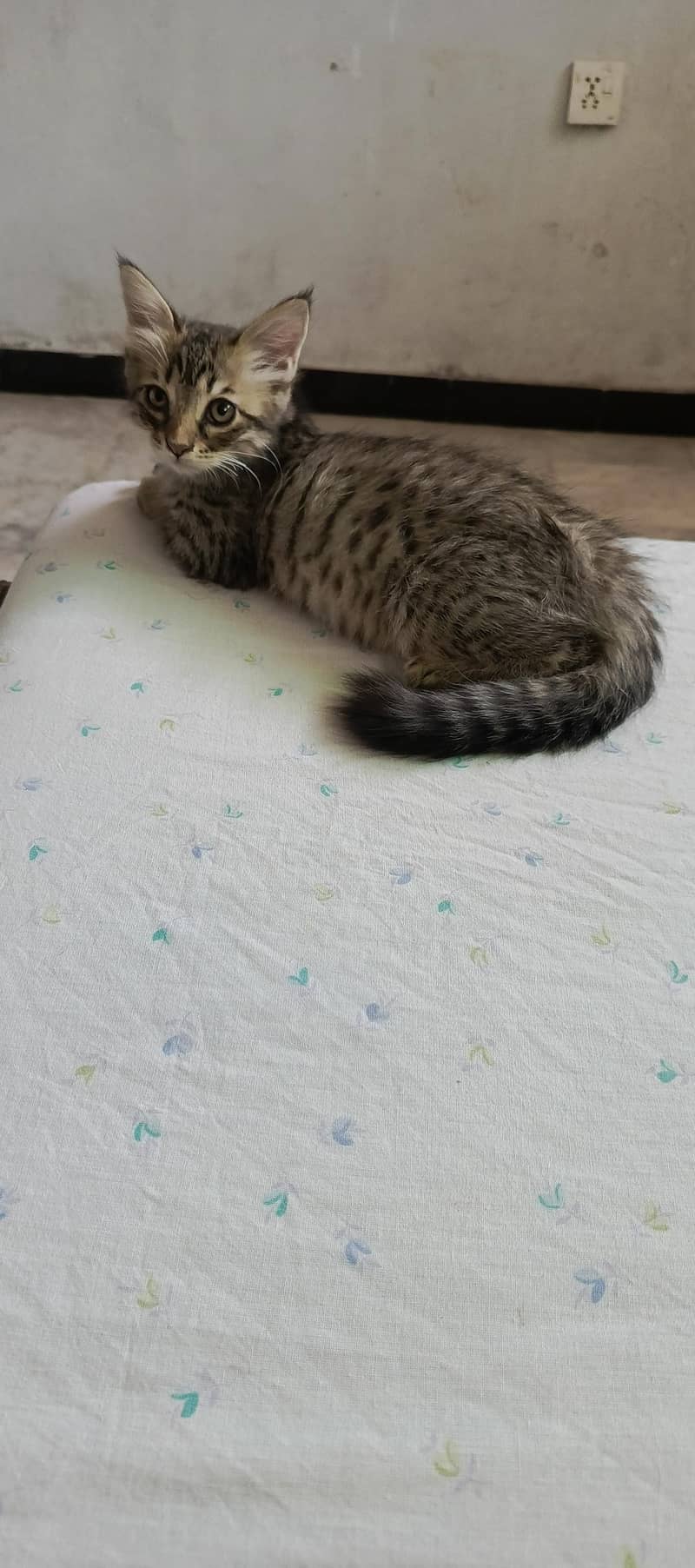 persian double coated 2