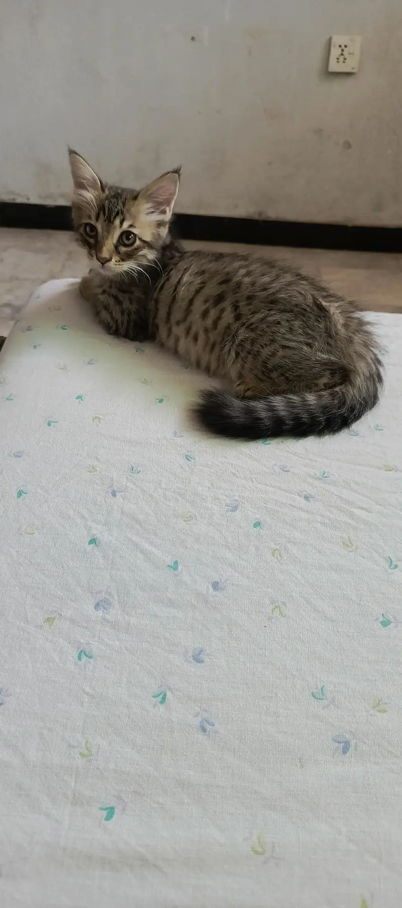 semi persian double coated — photo 3
