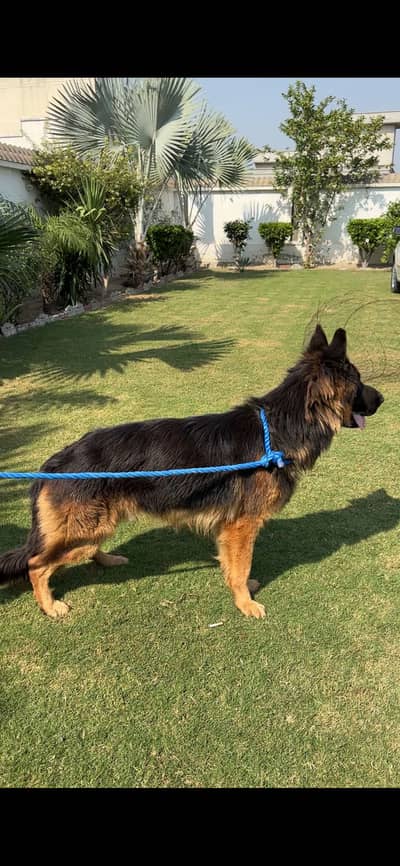 German shefered male hyper active long coat 2.5 year