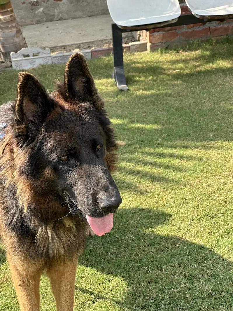 German shefered male hyper active long coat 2.5 year — photo 2