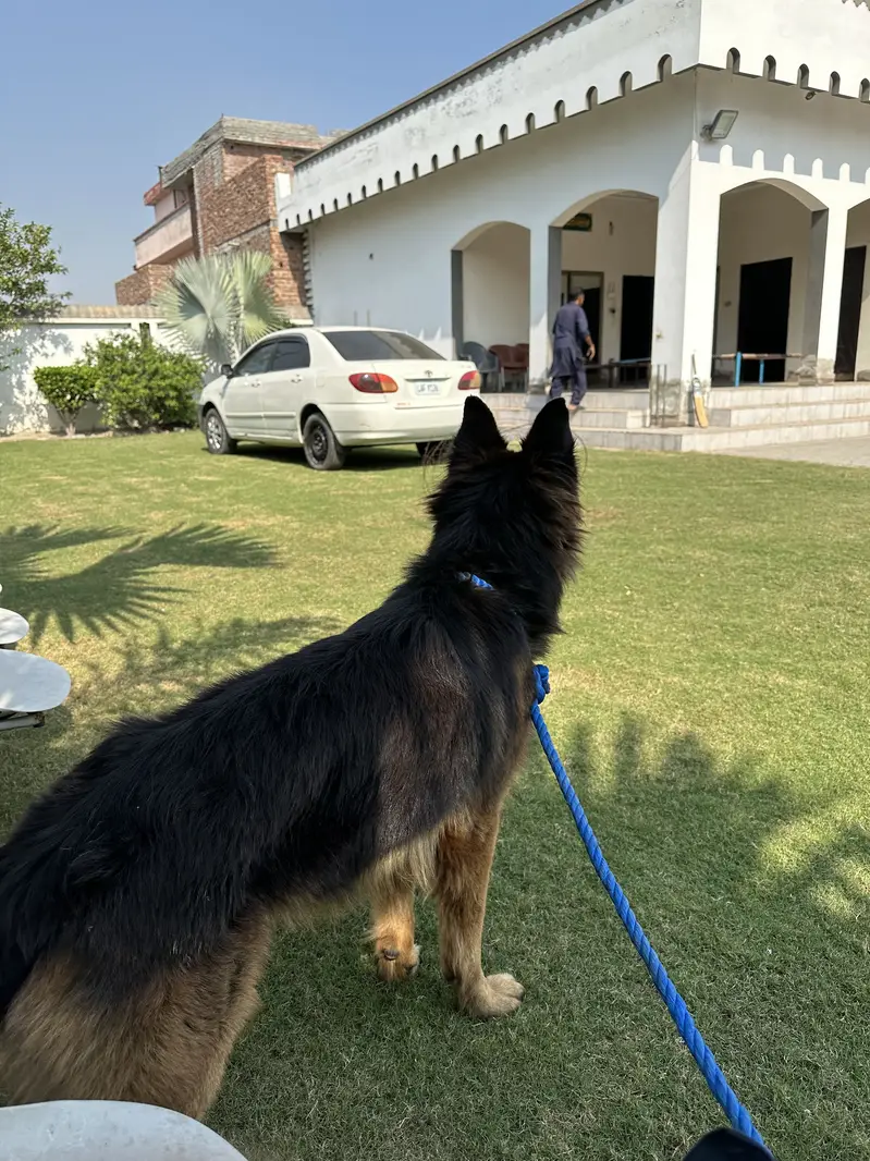 German shefered male hyper active long coat 2.5 year — photo 3