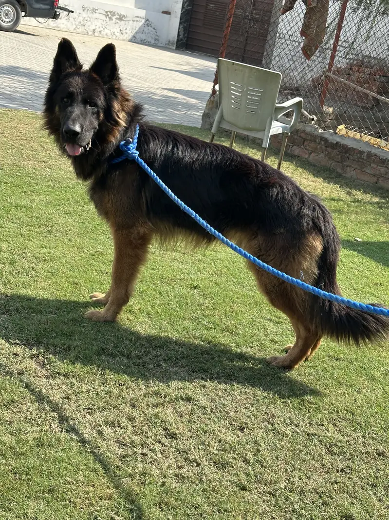 German shefered male hyper active long coat 2.5 year — photo 4