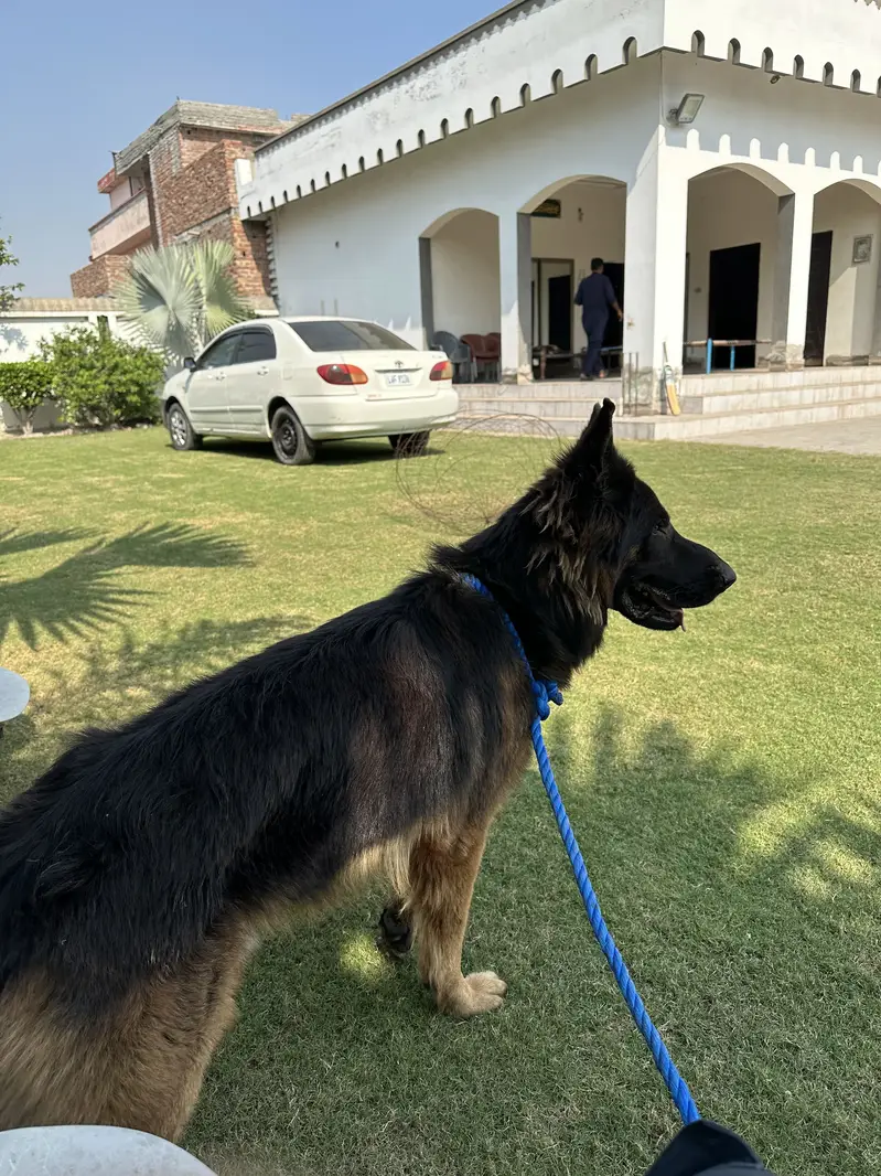 German shefered male hyper active long coat 2.5 year — photo 5