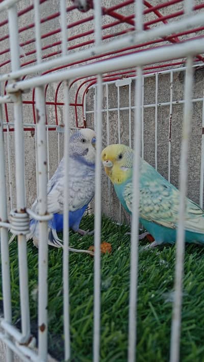 budgies breeder pairs available