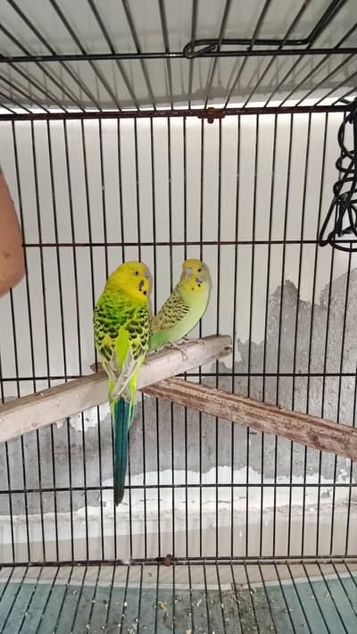 budgies breeder pairs available