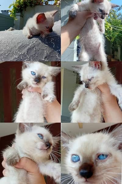 blue eyes kitten for sale