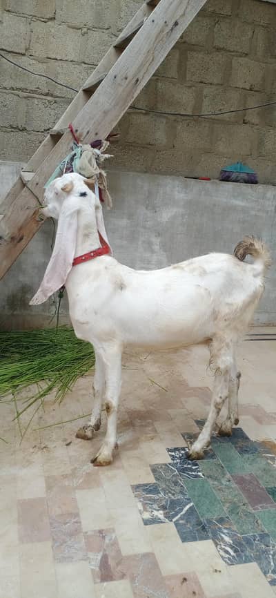 gulabi bakri