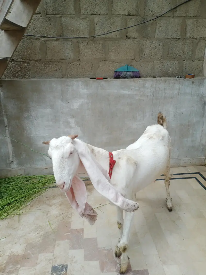 gulabi bakri — photo 2