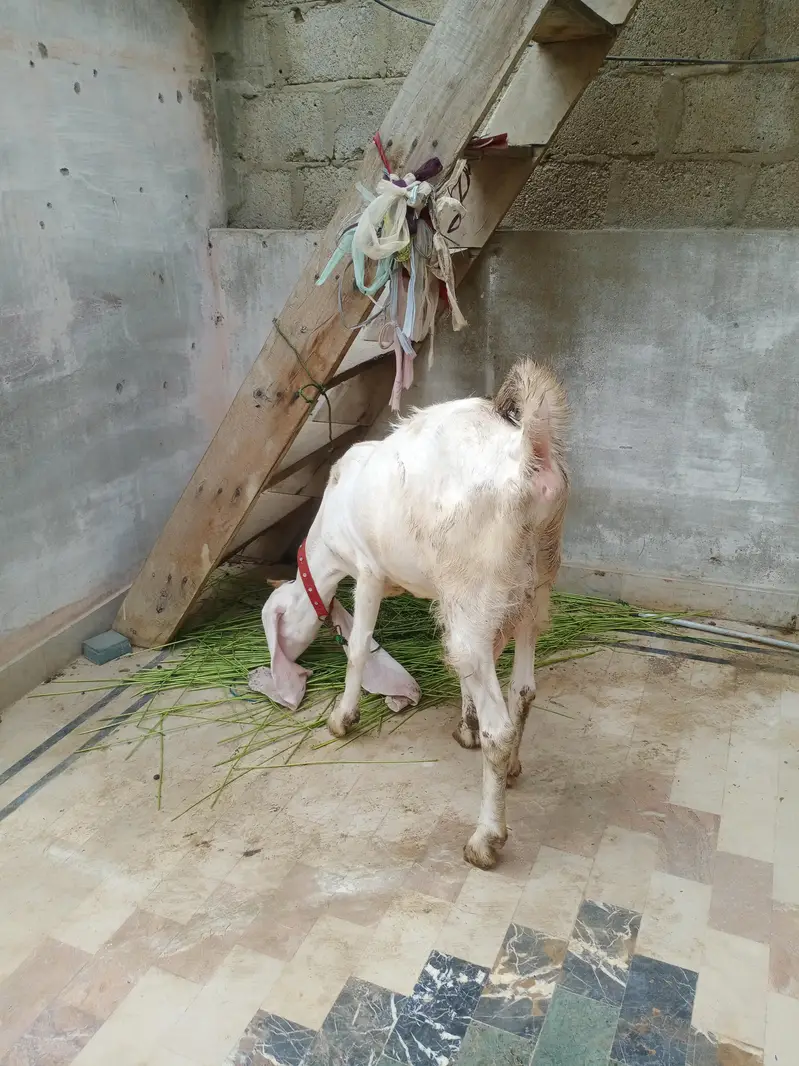 gulabi bakri — photo 3
