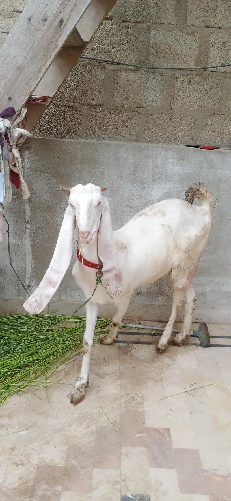 gulabi bakri — photo 4