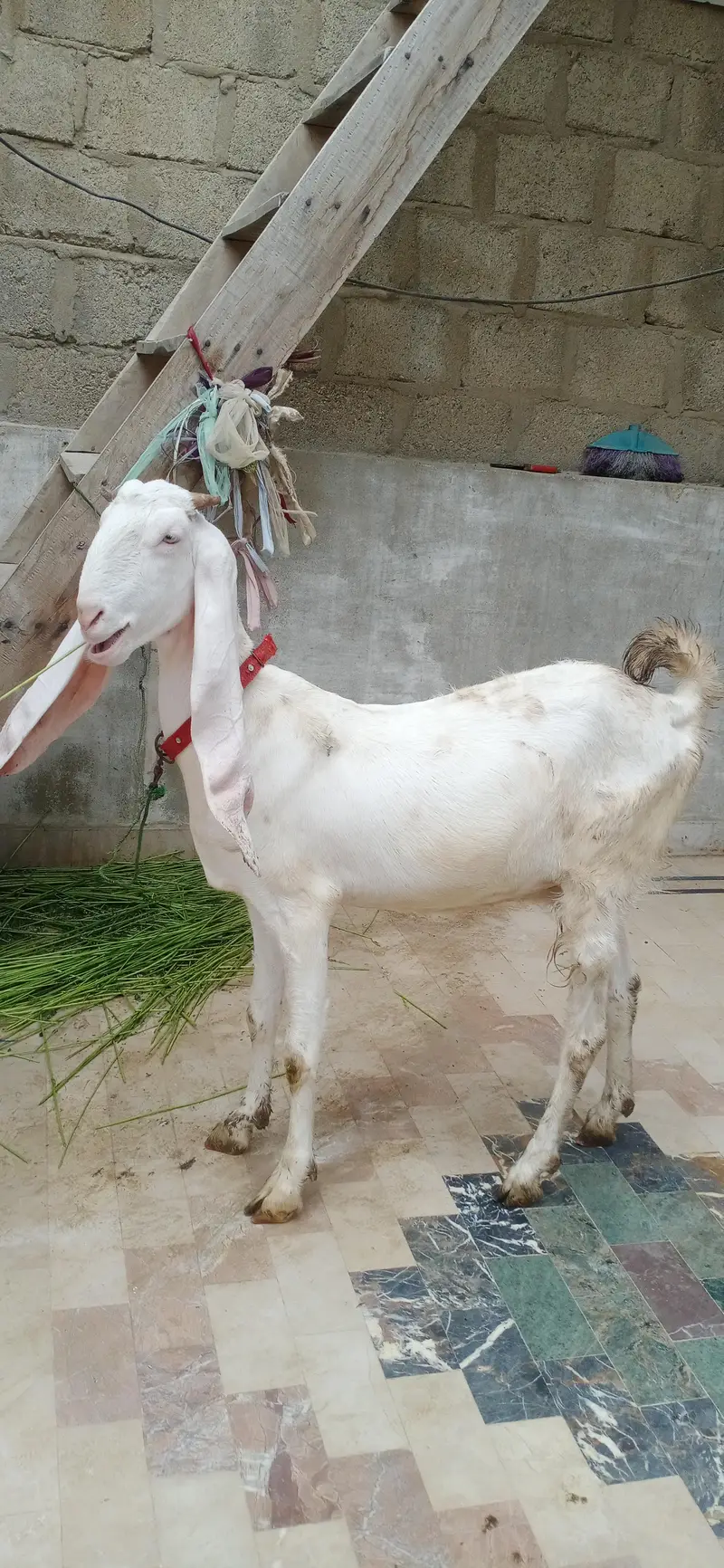 gulabi bakri — photo 5