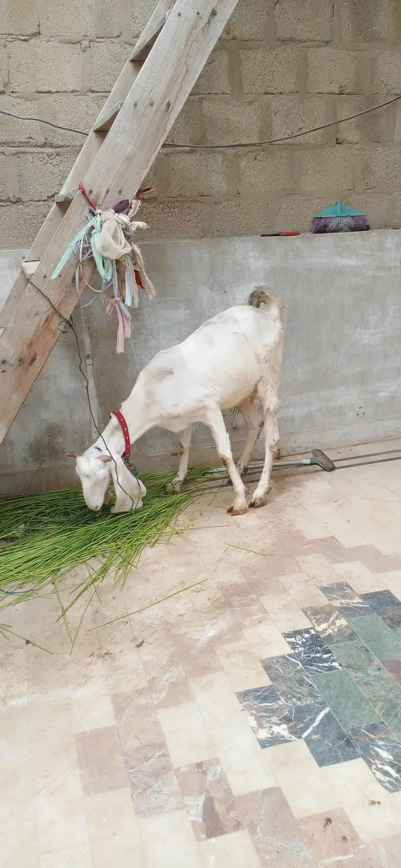 gulabi bakri — photo 6