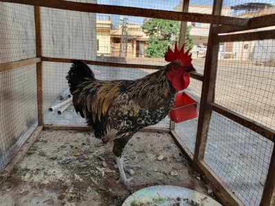 6 golden Misri murghe