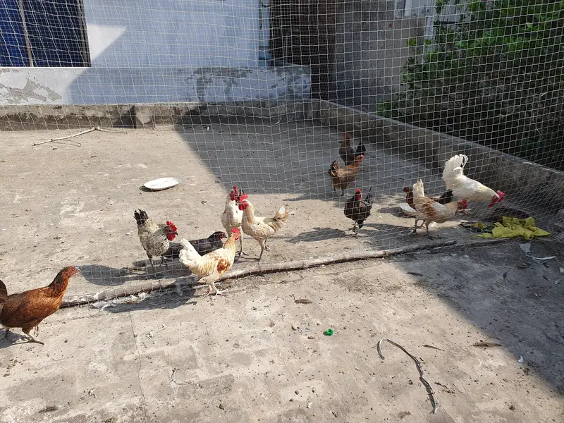 6 golden Misri murghe — photo 2