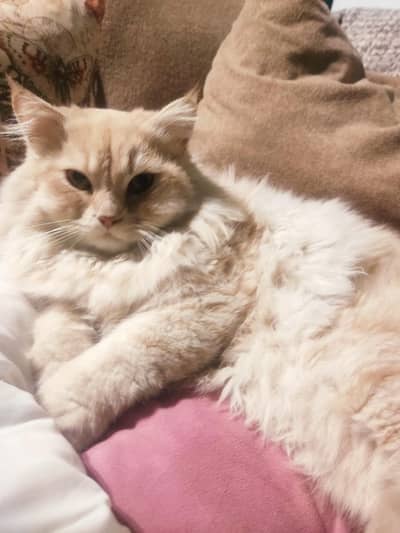FEMALE PERSIAN KITTEN