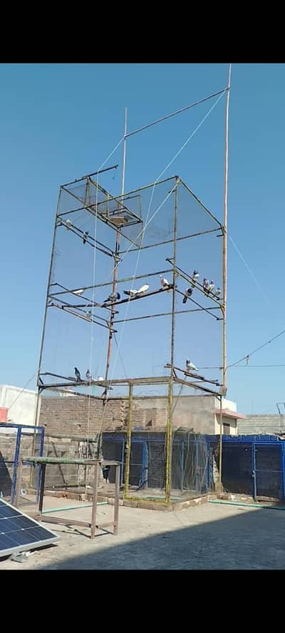 cage for sale