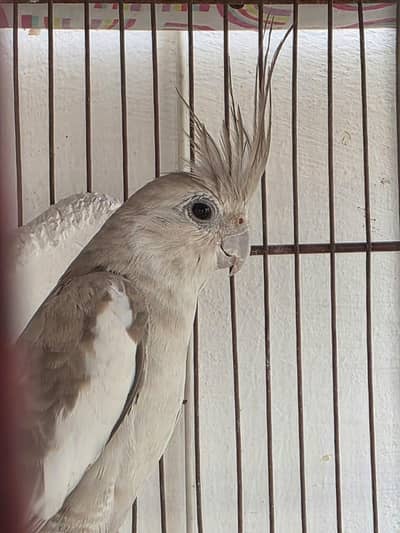 Charcoal Cocktail Breeder Pair