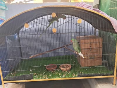 Green Ringneck Pair