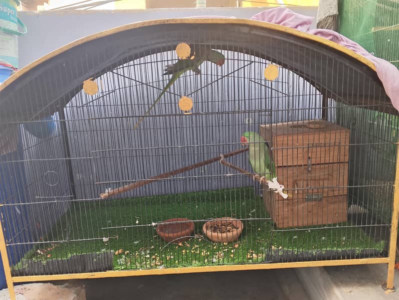 Green Ringneck Pair 0
