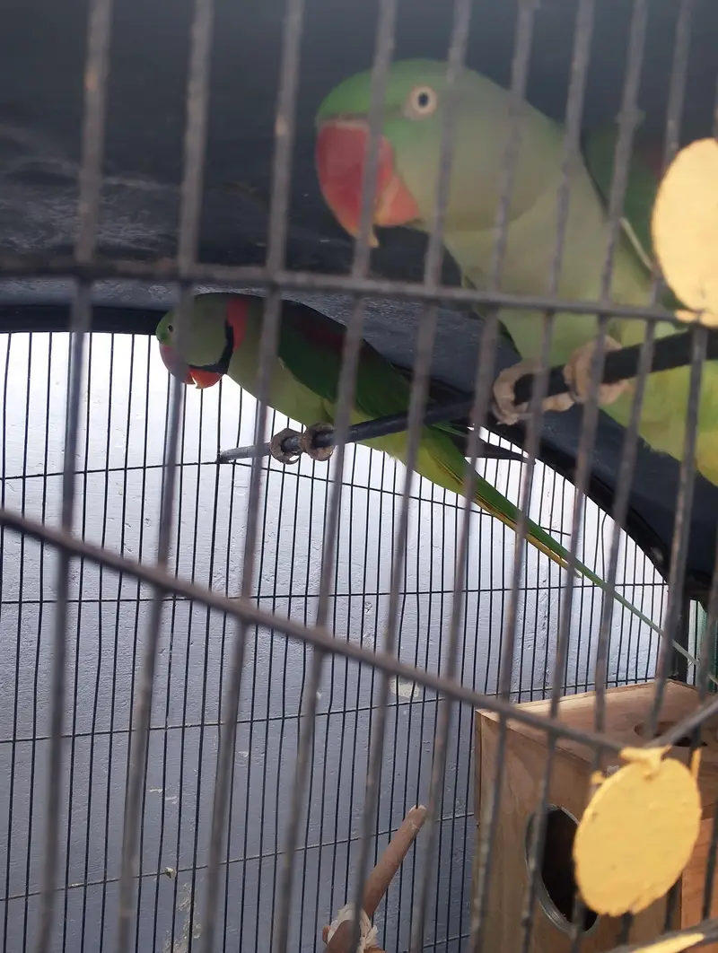 Green Ringneck Pair — photo 2