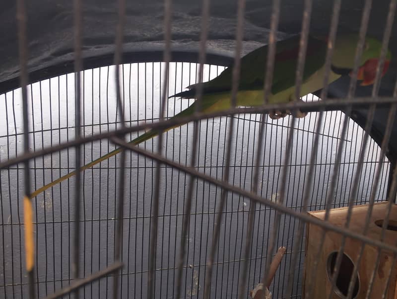 Green Ringneck Pair 2