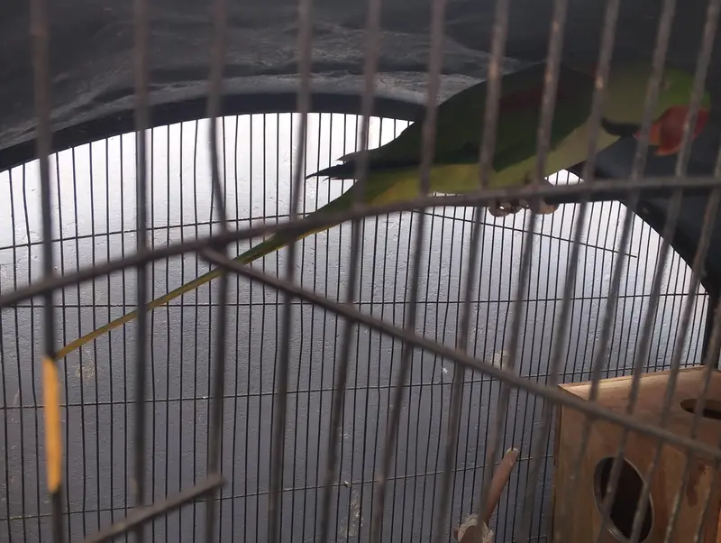 Green Ringneck Pair — photo 3