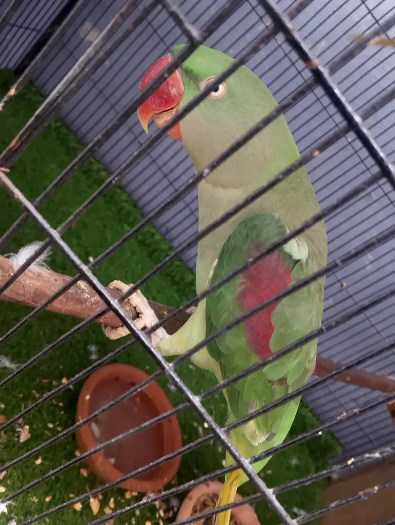 Green Ringneck Pair — photo 4