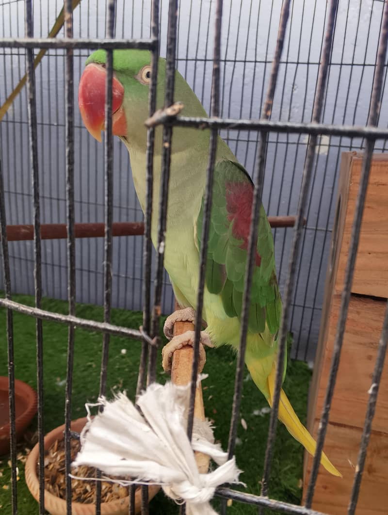 Green Ringneck Pair 4
