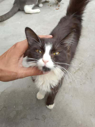cat for sale urgent pasay chiya