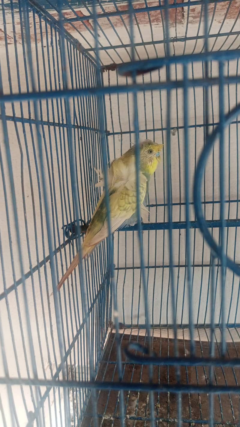 hogoromo pair 2