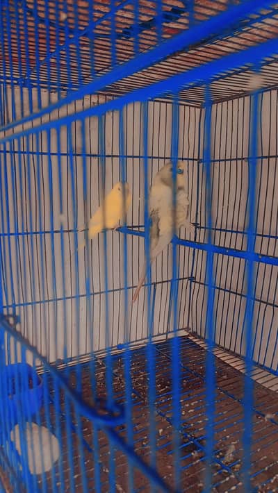 hogoromo pair