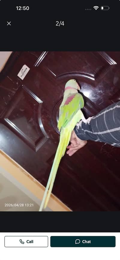 kashmir raw parrot 4 year age talk to talk our hand made