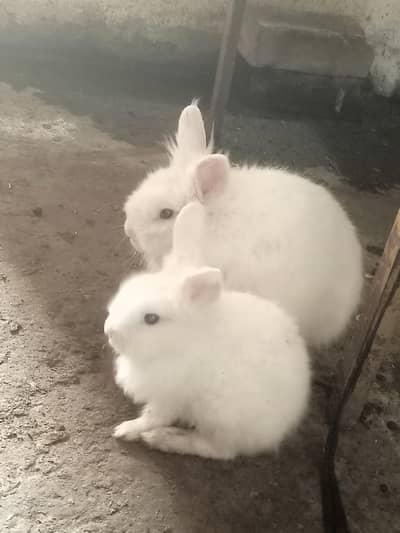 LION HEAD & TEDDY BEAR 1Female Breeder 12months & 1 Male adult 4months