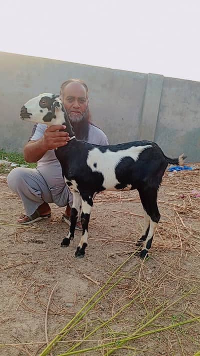 Teddy pair gaot for sale | bakra | bakri