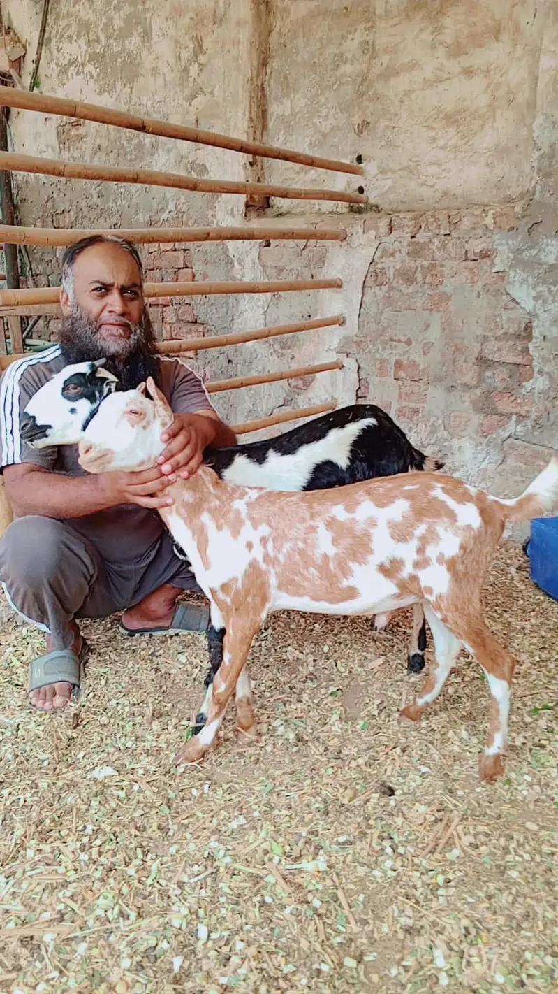 Teddy pair gaot for sale | bakra | bakri — photo 3