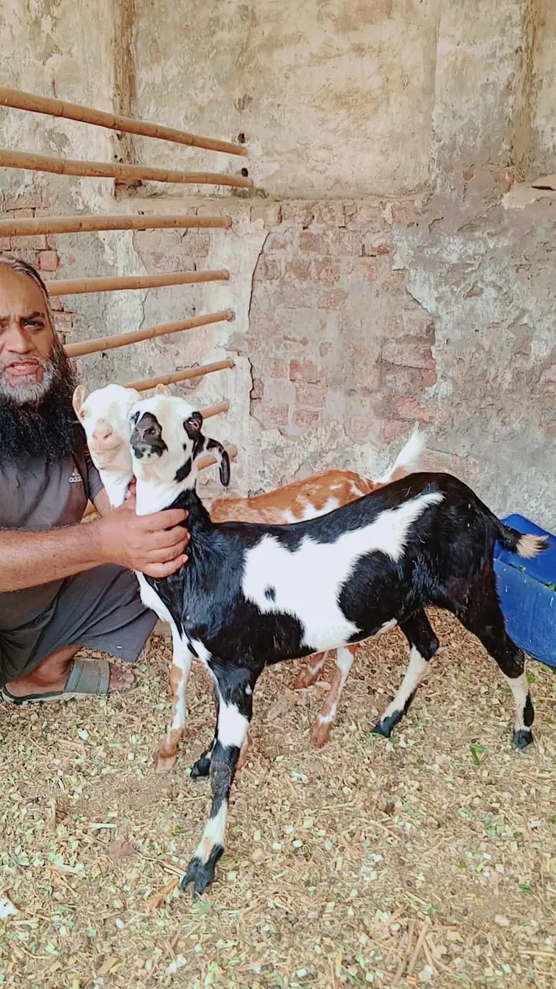 Teddy pair gaot for sale | bakra | bakri — photo 4