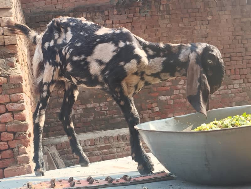Home Breed 1