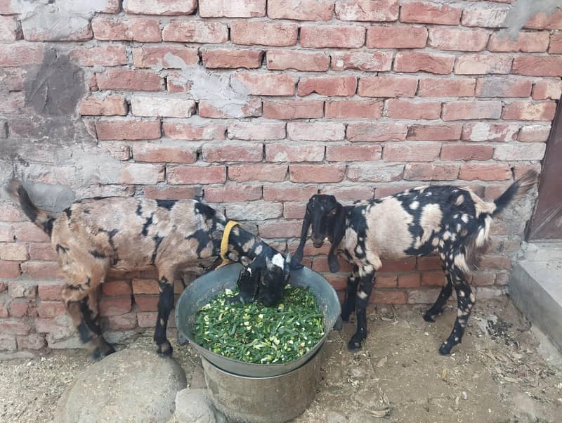 Home Breed 3