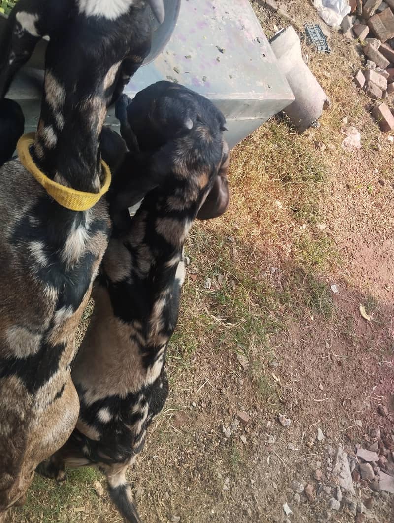 Home Breed 6
