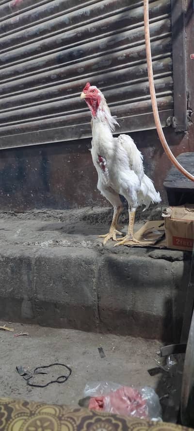 German Shamo Rooster — Strong & Tall