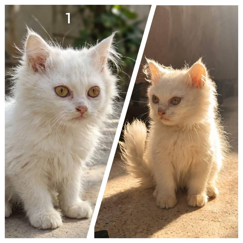 Persian white kitten 0