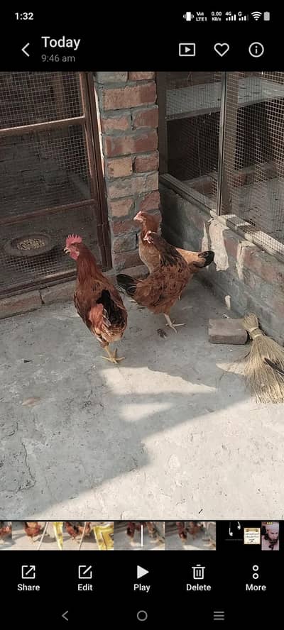 golden misri for sale 2+1