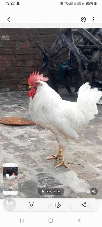 Austrolor and White male Breeder # Cock#Murgha#