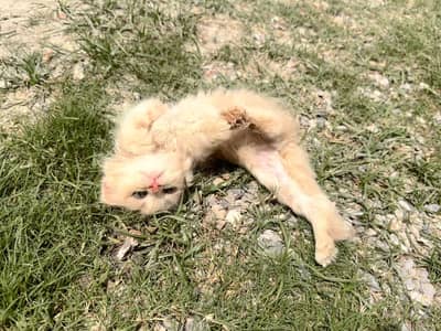Beautiful persian golden brown male cat for sale 