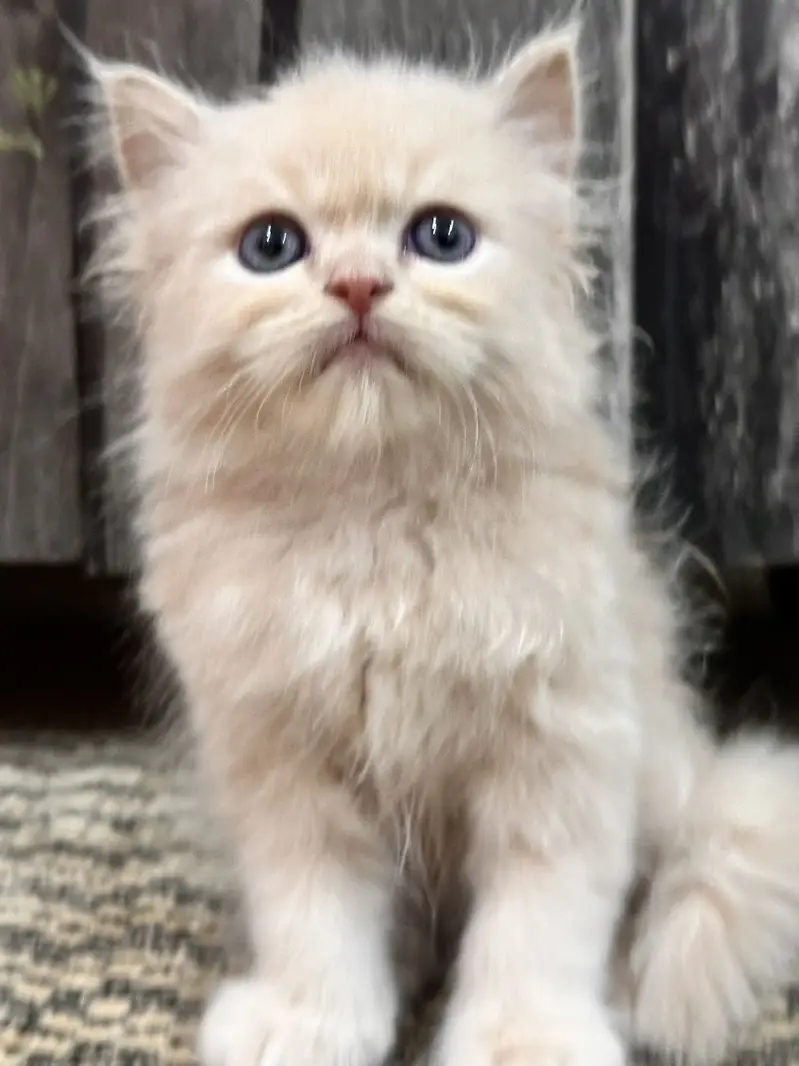 Beautiful persian golden brown male cat for sale  — photo 2