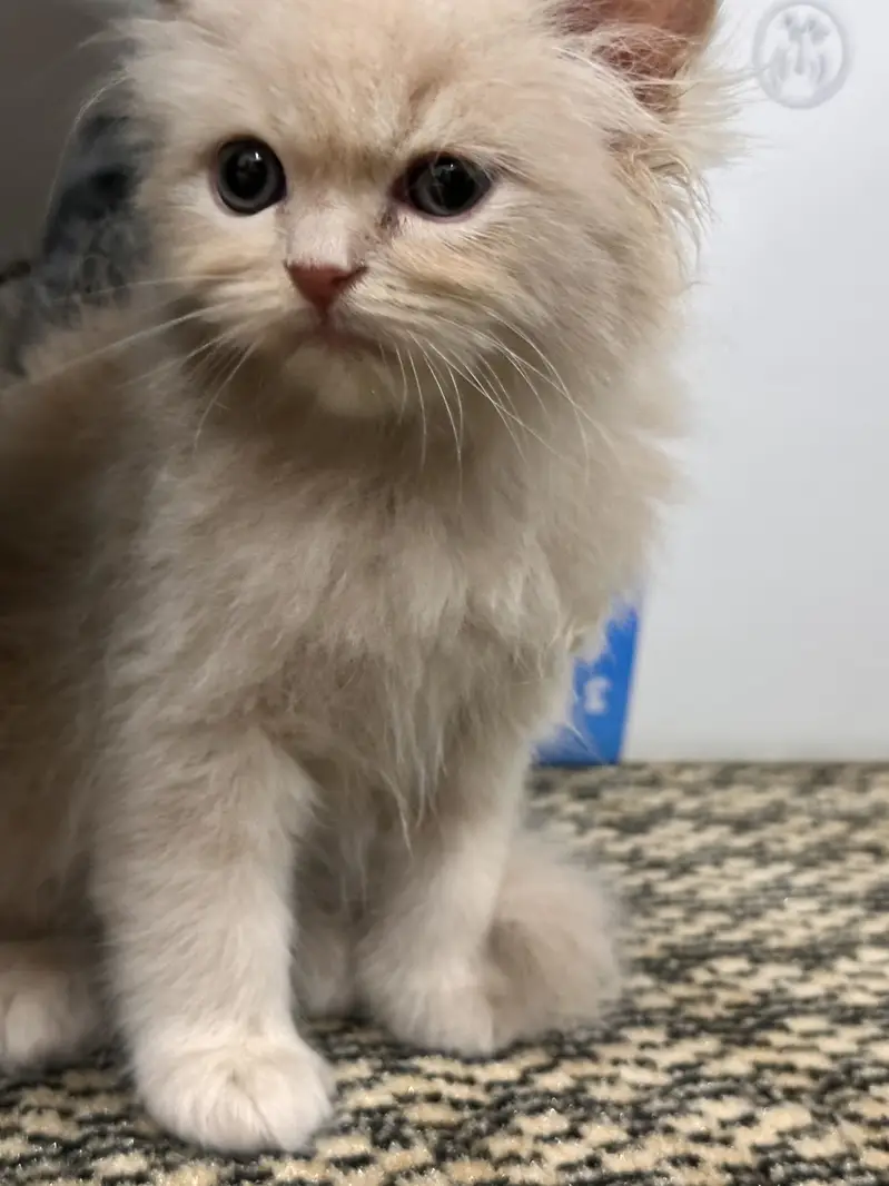 Beautiful persian golden brown male cat for sale  — photo 3