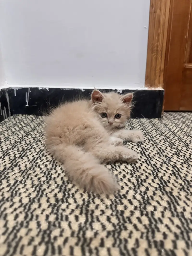 Beautiful persian golden brown male cat for sale  — photo 4