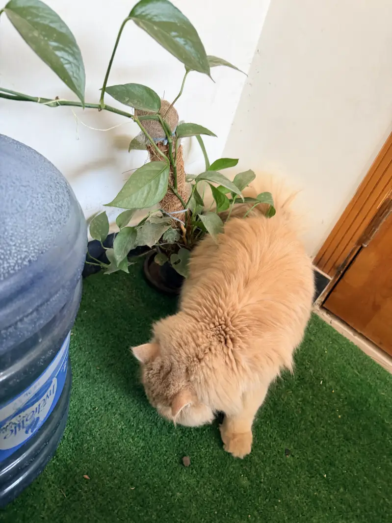 Beautiful persian golden brown male cat for sale  — photo 5