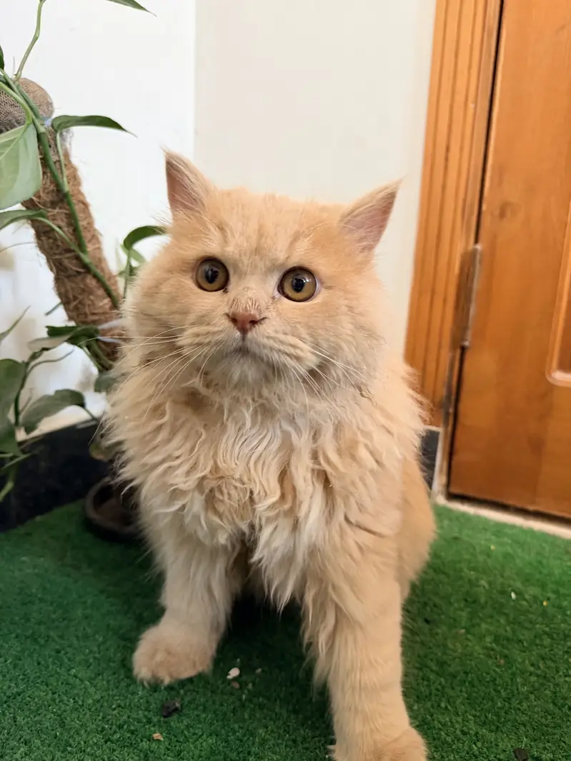 Beautiful persian golden brown male cat for sale  — photo 6