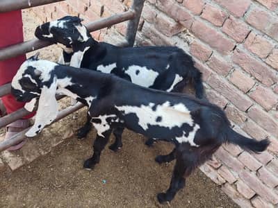 2 baredar bakry pure desi ghar k paly huway